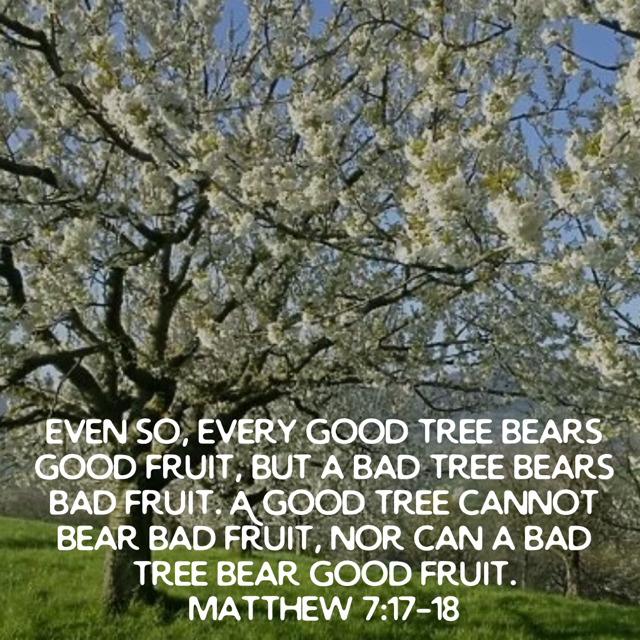 a picture of a tree in blossom with a quotation from Matthew 7:17-18